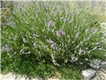 lavanda